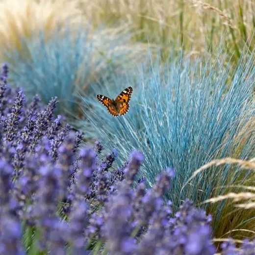 Papillon au-dessus d’une bordure de lavande et de graminées bleues au jardin