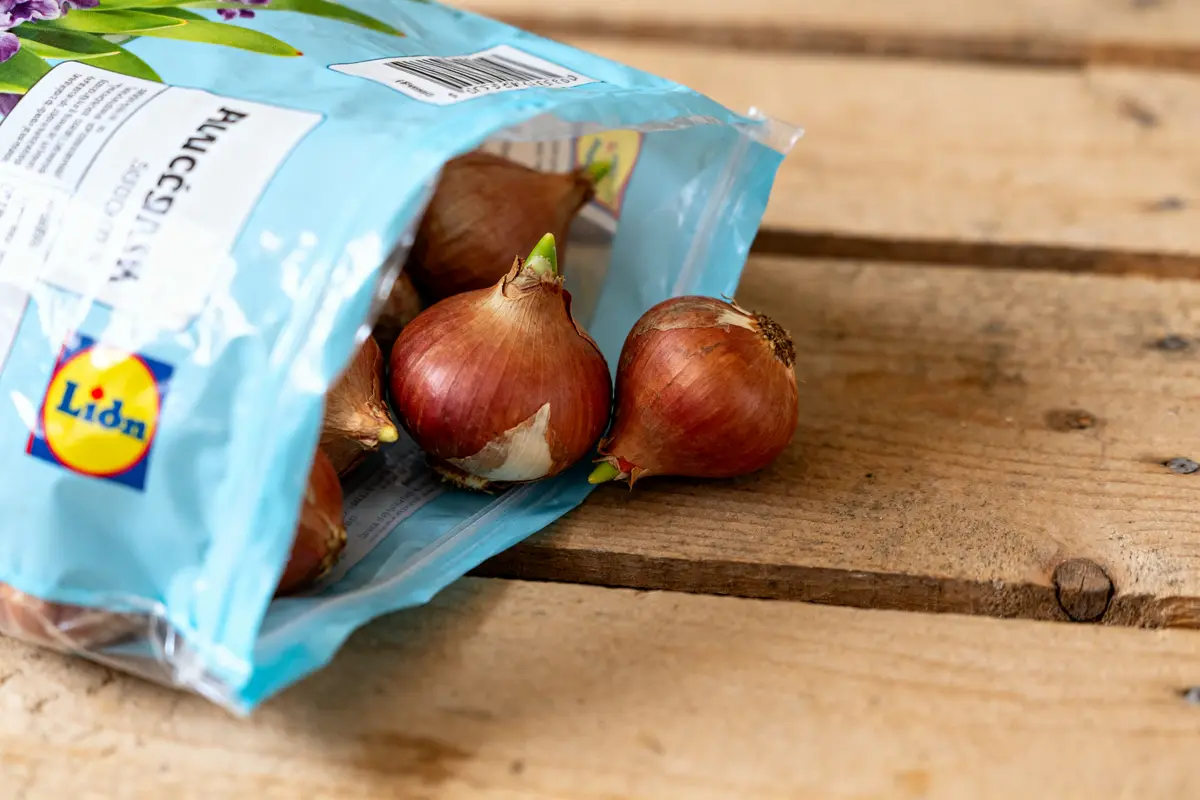 Bulbes jacinthe Lidl : prix, qualité et conseils pour réussir