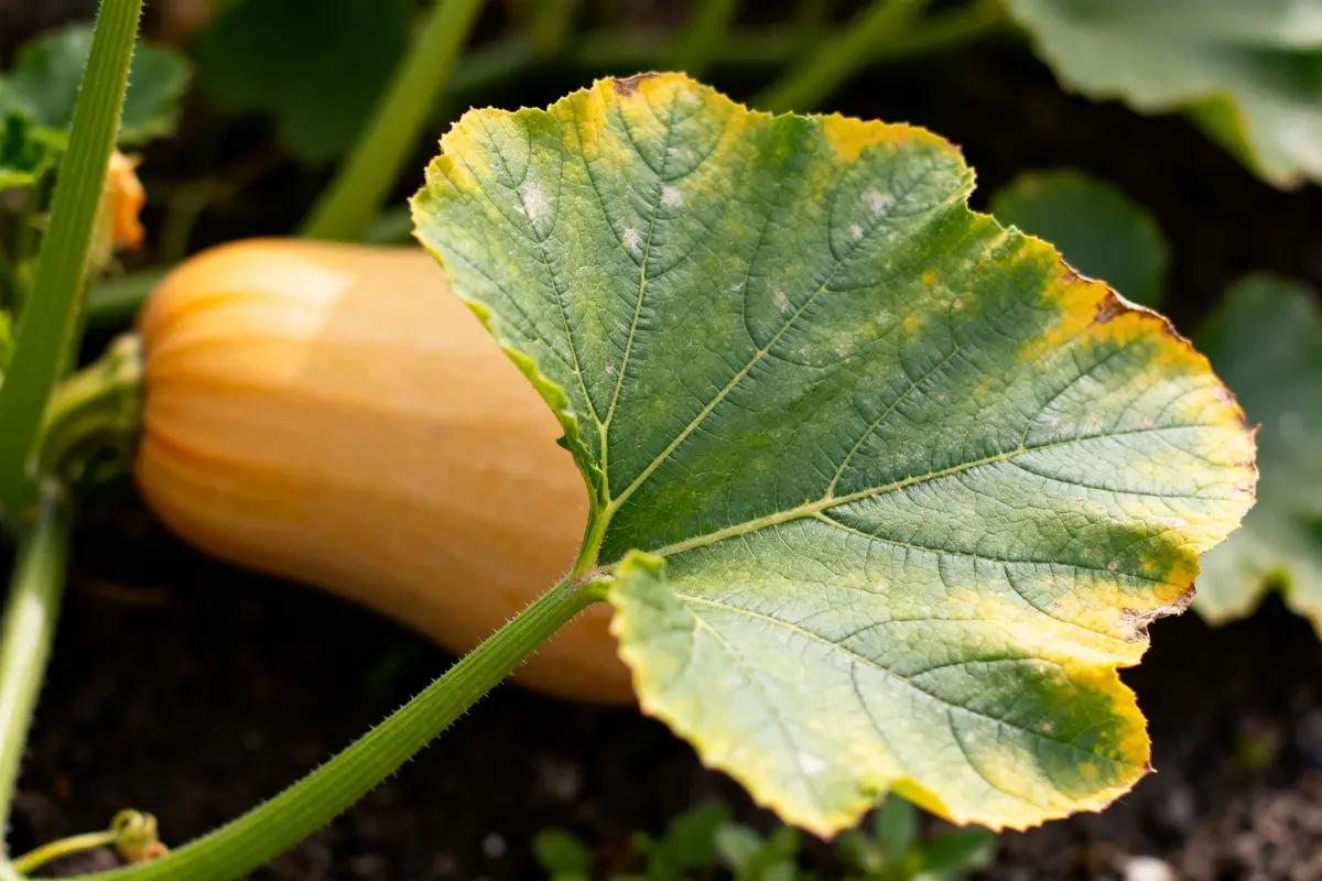 Feuille de butternut : usages, entretien et bienfaits clés
