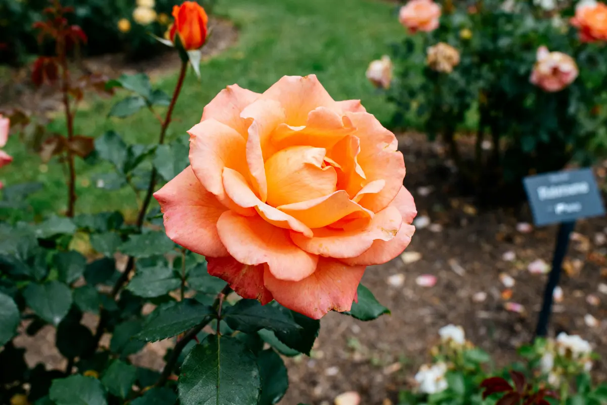 Superstar Rose Plant : le rosier parfait pour votre jardin