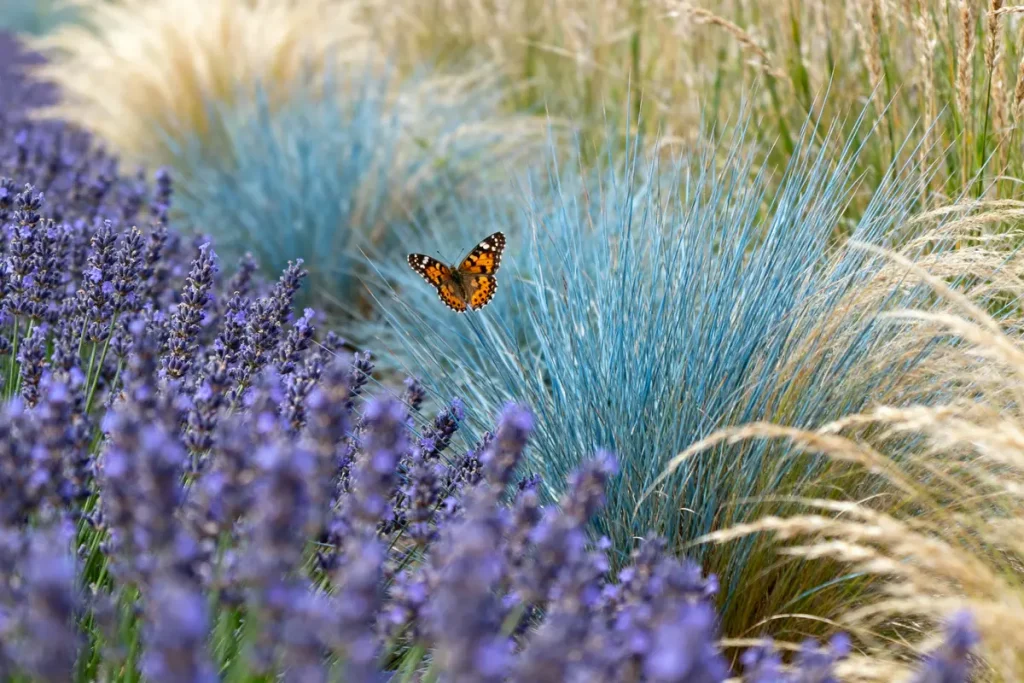 Papillon survolant bordure lavande et graminées luxuriantes dans un jardin coloré
