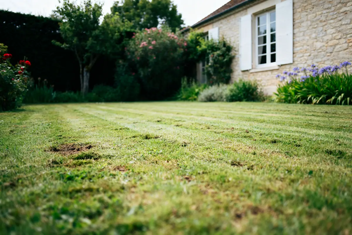 Faut-il tondre avant de scarifier la pelouse ? Le guide pratique