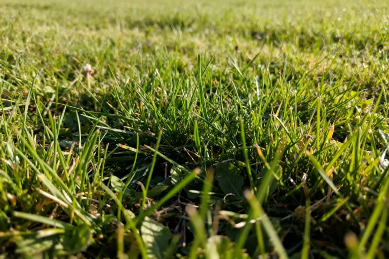 Gros plan de pelouse verte en journée alors que le gazon pousse la nuit ou le jour
