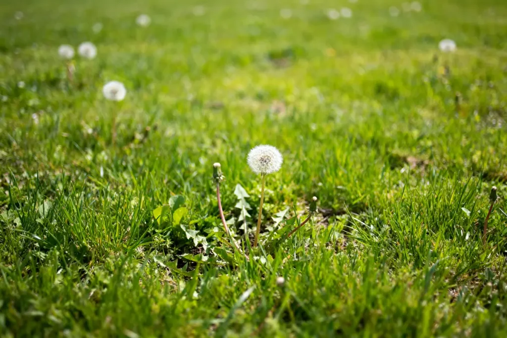 Pissenlits dans la pelouse ensoleillée faut-il les enlever pour un jardin parfait