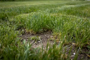 Gazon fraîchement coupé après la premiere tonte de l'année, sol visible par endroits